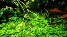 Aquarium mein kleines Amazonas Scape