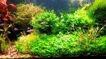 Aquarium mein kleines Amazonas Scape