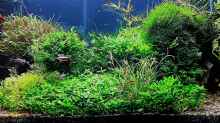 Aquarium mein kleines Amazonas Scape