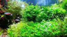 Aquarium mein kleines Amazonas Scape