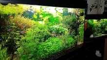 Aquarium mein kleines Amazonas Scape