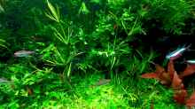 Besatz im Aquarium mein kleines Amazonas Scape