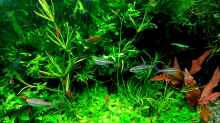 Besatz im Aquarium mein kleines Amazonas Scape