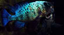 Fossorochromis rostratus