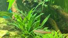 Cryptocoryne wendtii