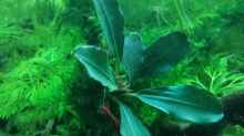 Pflanzen im Aquarium Becken 34170