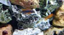 Labidochromis hongi red