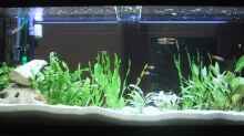 Aquarium Becken 357