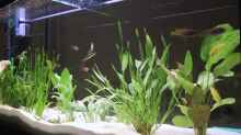 Aquarium Becken 357