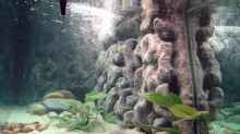 Aquarium Becken 371