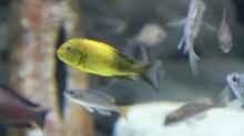 Tropheus moori kiriza yellow