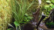 Carex brunnea Jubilo