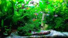 Aquarium mein kleines Asien Becken