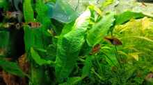 Aquarium mein kleines Asien Becken