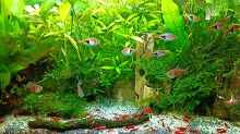 Aquarium mein kleines Asien Becken