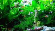 Aquarium mein kleines Asien Becken