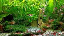 Aquarium mein kleines Asien Becken