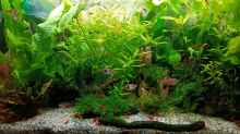 Aquarium mein kleines Asien Becken