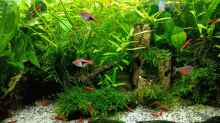 Aquarium mein kleines Asien Becken