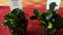 23.03.2020 zwei neue Anubias nana bonsai für die neue Wurzel