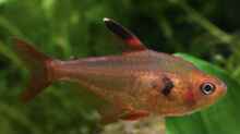 Roter Phantomsalmler