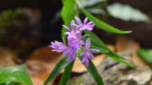 Epidendrum centropetalum