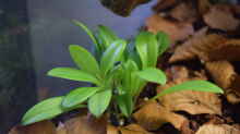 Masdevallia triangularis