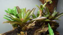 Neoregelia Fireball 