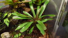 Neoregelia rubrifolia Hybride