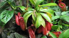 Nepenths ampullaria x Nepenthes ventricosa ´Bloody Mary´ ganze Pflanze
