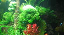 Pflanzen im Aquarium Becken 4417