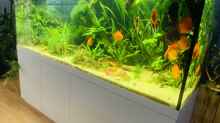 Aquarium 1000L Amazonas