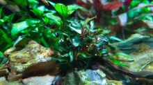 bucephalandra kedagang