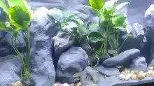 Aquarium Tanganjikasee ( Becken wurde aufgelöst)