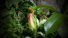 Nepenthes