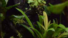 Stelis ssp.