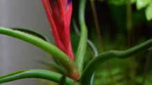 Tillandsia bulbosa