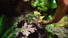 Selaginella ssp., Ficus pumila var. Mini