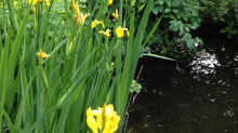 Pflanzen im Teich Naturteich