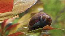 Blasenschnecke im Einsatz