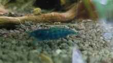 Neocaridina Blue Dream