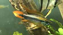 Apistogramma agassizii