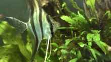 Pterophylum altum