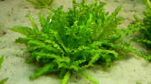 Pflanzen im Aquarium Becken 5552