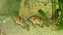 Gnathochromis permaxilaris