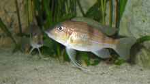 Gnathochromis permaxilaris