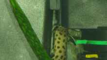 Synodontis petricola