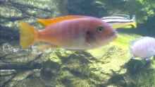 Besatz im Aquarium Becken 6207