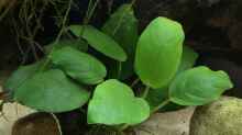 Anubias barteri