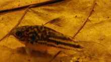 Corydoras napoensis